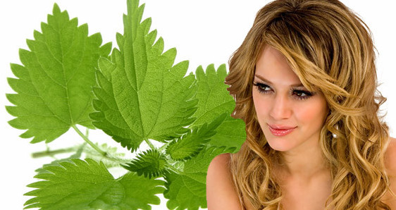 полезные свойства крапивы для волос