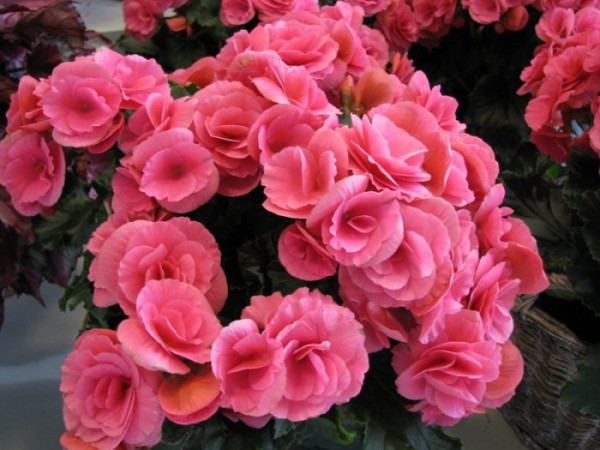 уход за комнатными растениями