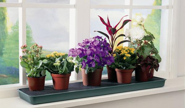 идеальное место для цветов